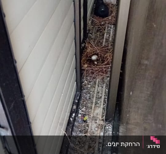 קן יונים עם ביצים בין קירות צרים